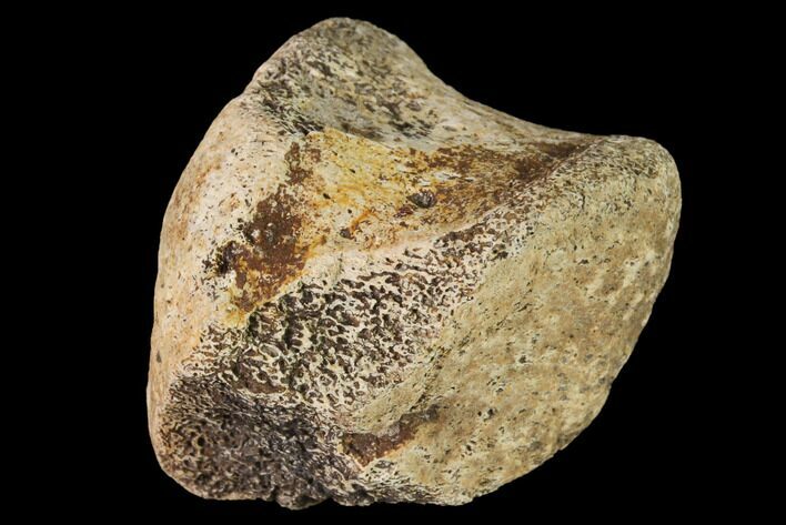 Fossil Hadrosaur Phalange - Alberta (Disposition #-) #143299